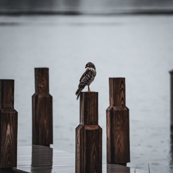 A bird is perched on a wooden post by the water, with more posts and a wooden deck visible in the background.