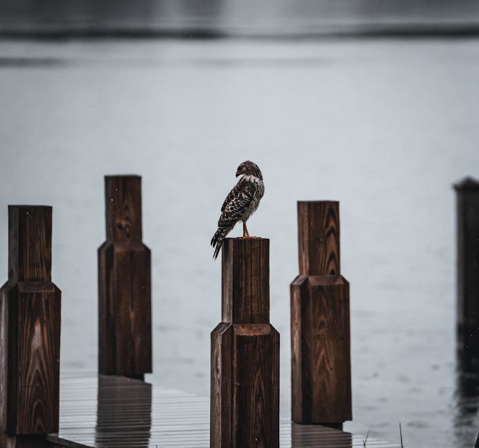 A bird is perched on a wooden post by the water, with more posts and a wooden deck visible in the background.