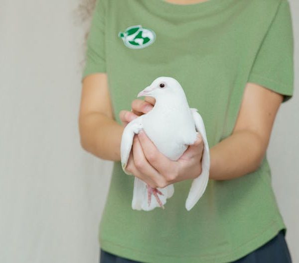 A person in a green shirt holds a white dove with both hands, partially visible from the shoulders down against a plain background.