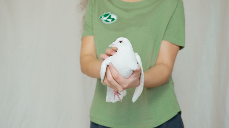 A person in a green shirt holds a white dove with both hands, partially visible from the shoulders down against a plain background.