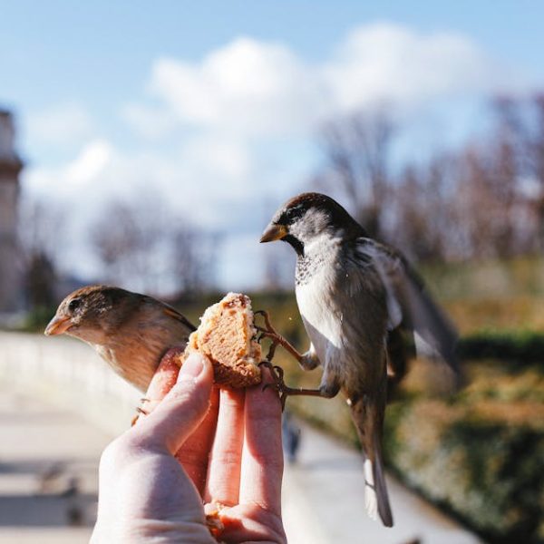 A person holds bread as two small birds perch on their hand and eat, with an outdoor park scene in the background.