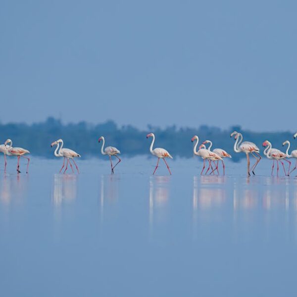 A group of flamingos stands and walks in shallow water, with their reflections visible on the calm surface under a blue sky.