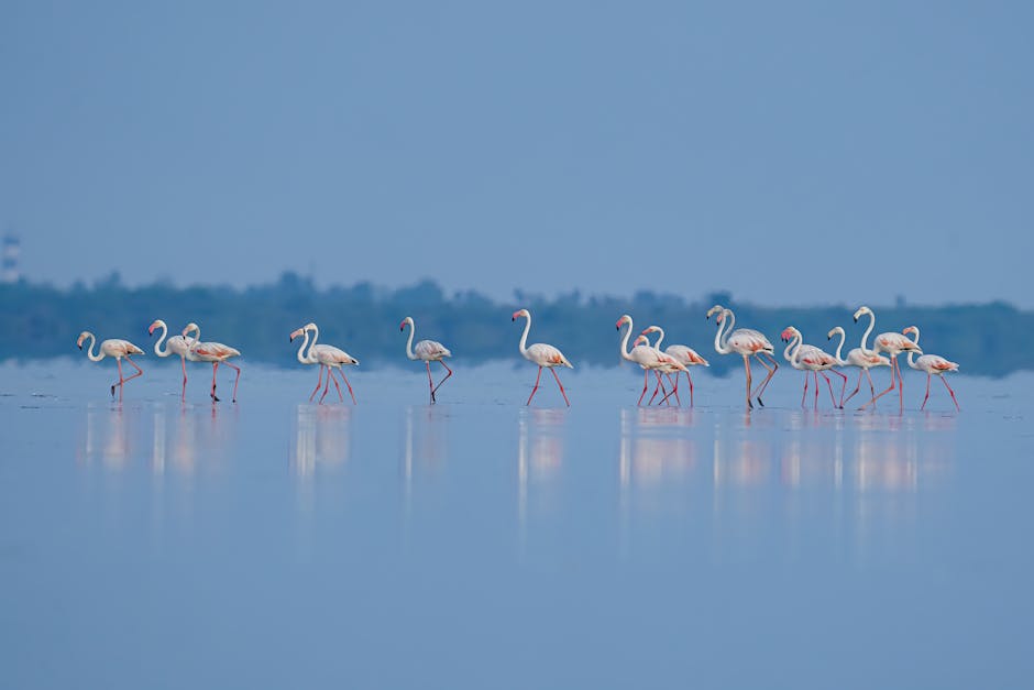 A group of flamingos stands and walks in shallow water, with their reflections visible on the calm surface under a blue sky.