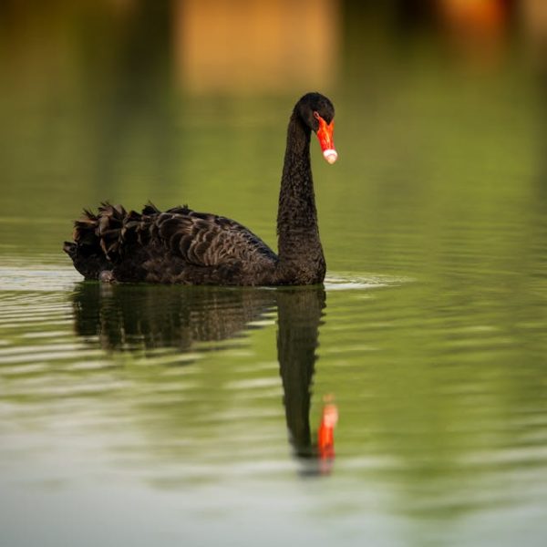 A black swan with a red beak swims on calm water, with its reflection visible on the surface.