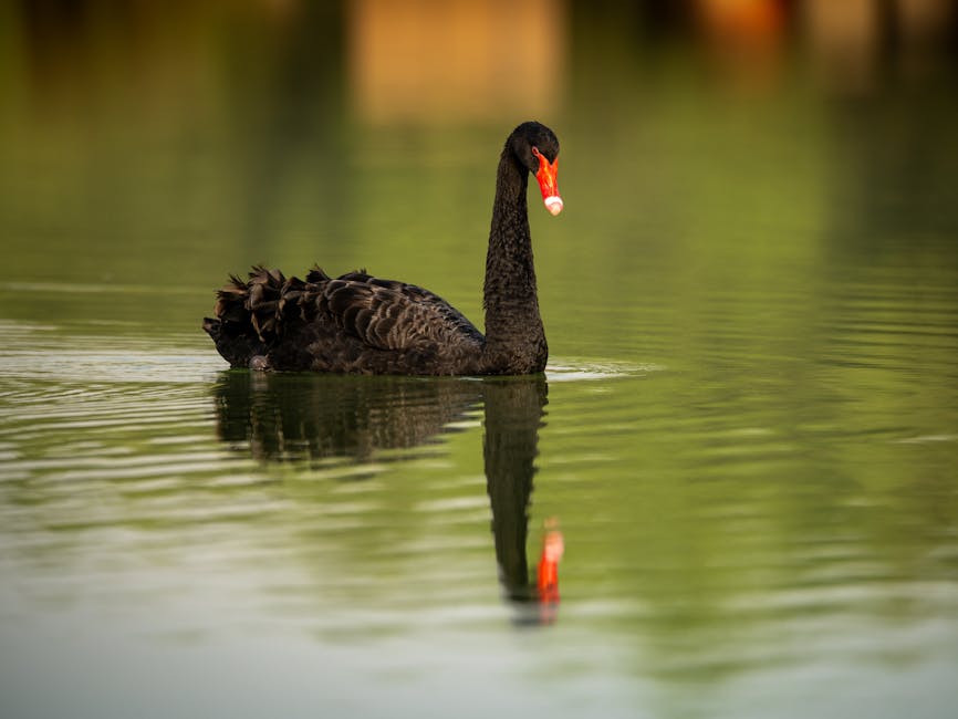 A black swan with a red beak swims on calm water, with its reflection visible on the surface.