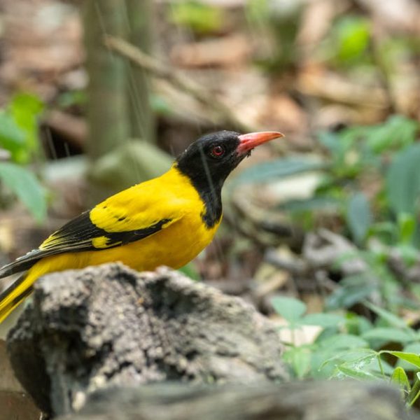 A yellow and black bird with a red beak is perched on a rock in a forested area with green foliage and branches in the background.