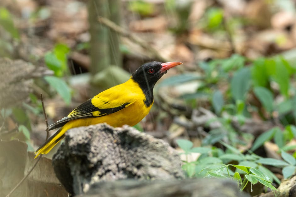 A yellow and black bird with a red beak is perched on a rock in a forested area with green foliage and branches in the background.