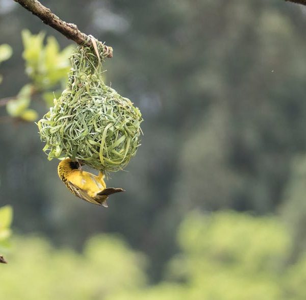 A yellow bird is perched upside down on a hanging, woven nest attached to a tree branch with blurred greenery in the background.