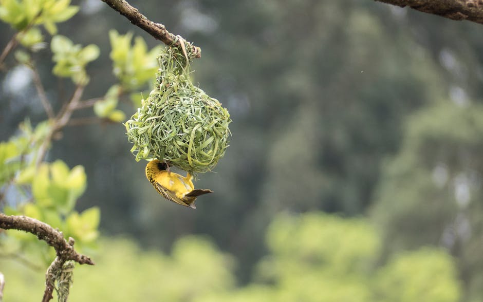 A yellow bird is perched upside down on a hanging, woven nest attached to a tree branch with blurred greenery in the background.