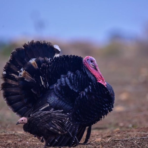 A large adult turkey with dark feathers stands on dry ground beside a smaller, lighter-colored turkey in an outdoor setting.