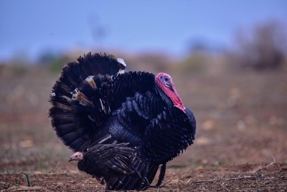 A large adult turkey with dark feathers stands on dry ground beside a smaller, lighter-colored turkey in an outdoor setting.