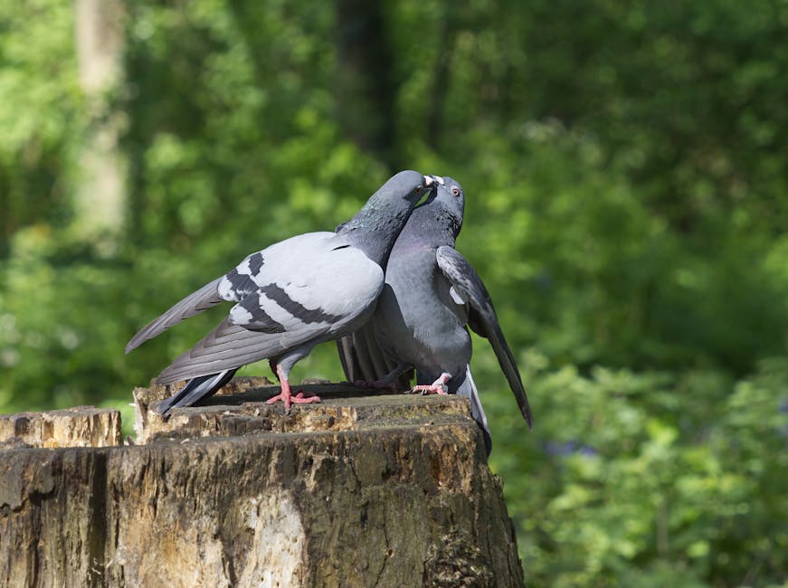 Two pigeons stand close together on a tree stump in a green, wooded area.