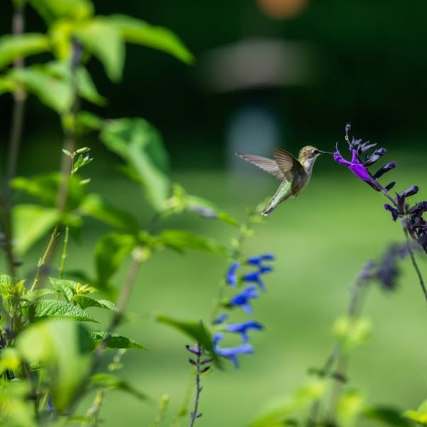 A hummingbird hovers in mid-air, feeding from a purple flower in a green garden.