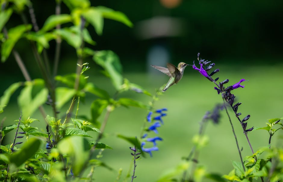 A hummingbird hovers in mid-air, feeding from a purple flower in a green garden.