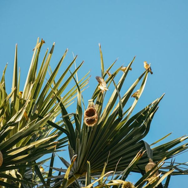 Close-up of a palm tree with several bird nests and a few birds perched on the leaves, set against a clear blue sky.