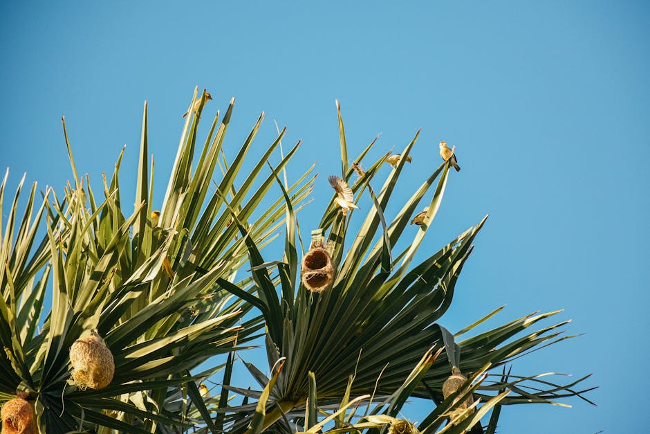 Close-up of a palm tree with several bird nests and a few birds perched on the leaves, set against a clear blue sky.