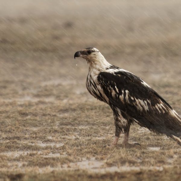 A large bird of prey with brown and white feathers stands on dry, grassy ground during a light rain.