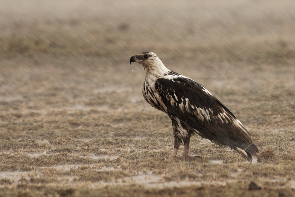 A large bird of prey with brown and white feathers stands on dry, grassy ground during a light rain.