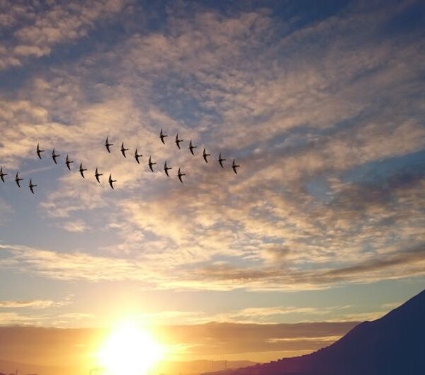 Birds’ Daily Routines: Exploring Their Daytime Activities