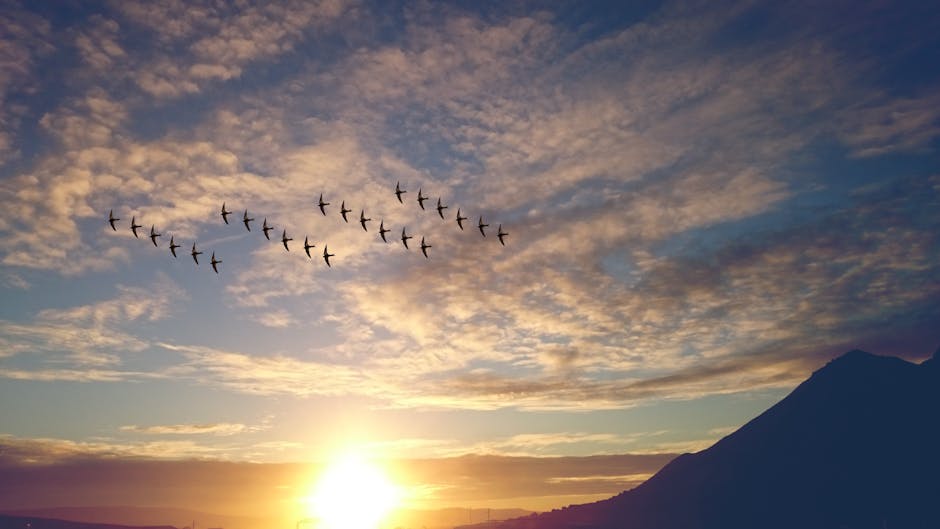 A flock of birds flies in a V formation across a cloudy sky during sunset, with the sun near the horizon and a mountain silhouette on the right.