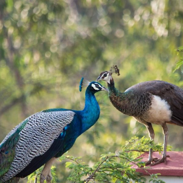 A peacock and peahen stand on a ledge facing each other, surrounded by green foliage with a blurred background.