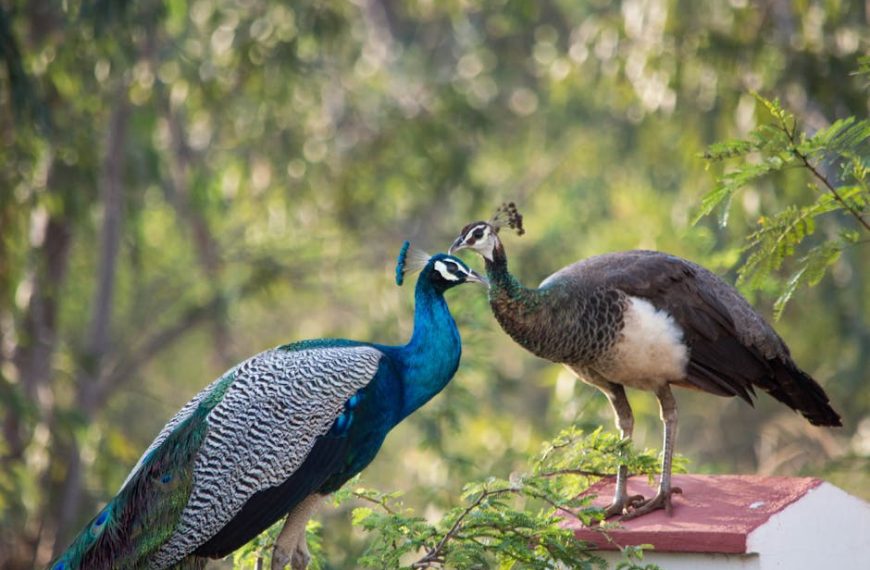 A peacock and peahen stand on a ledge facing each other, surrounded by green foliage with a blurred background.