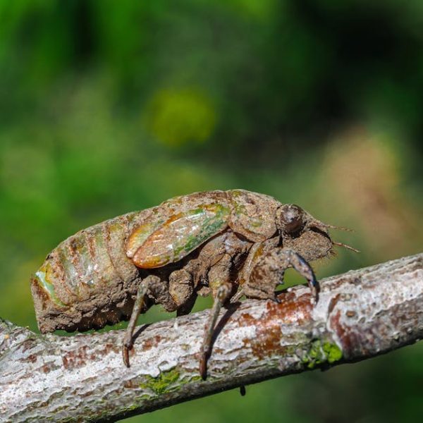 Close-up of a cicada exoskeleton attached to a tree branch with a blurred green background.