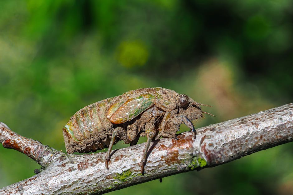 Close-up of a cicada exoskeleton attached to a tree branch with a blurred green background.