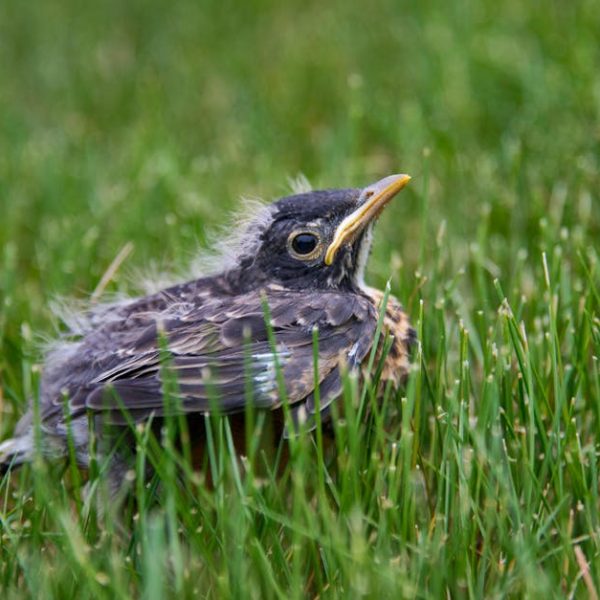 A young bird with fluffy feathers sits on green grass.