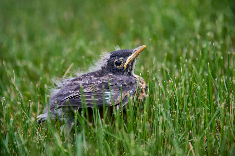 A young bird with fluffy feathers sits on green grass.