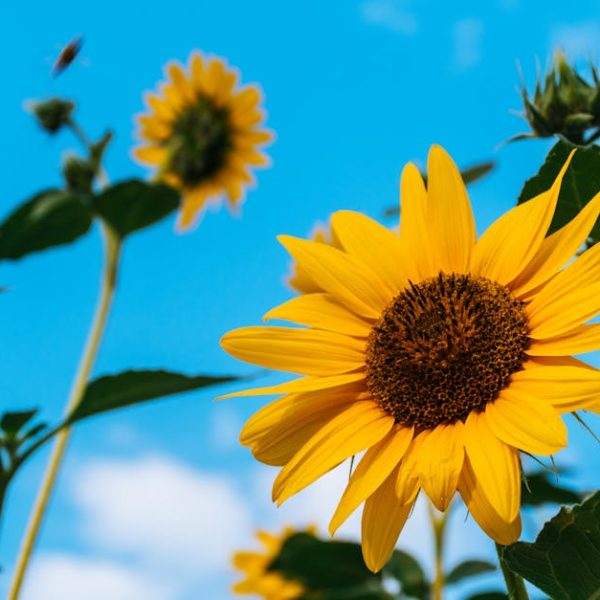 Close-up of a yellow sunflower with a brown center, green leaves, and stems against a blue sky with a few clouds and additional sunflowers in the background.