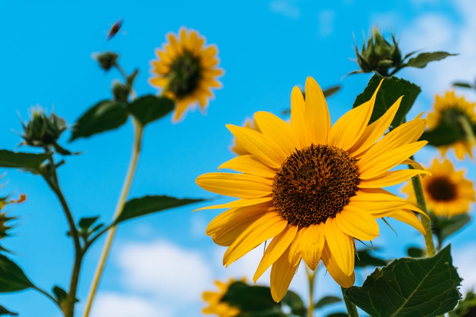 Close-up of a yellow sunflower with a brown center, green leaves, and stems against a blue sky with a few clouds and additional sunflowers in the background.