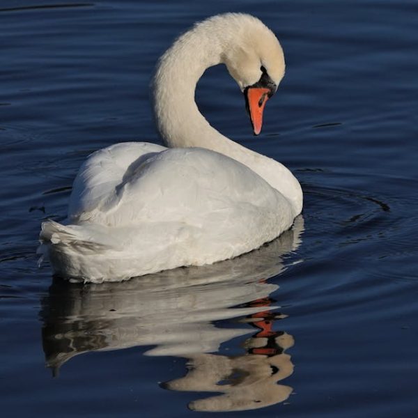 A white swan with an orange beak floats on calm blue water, with its head bent and its reflection visible in the water below.