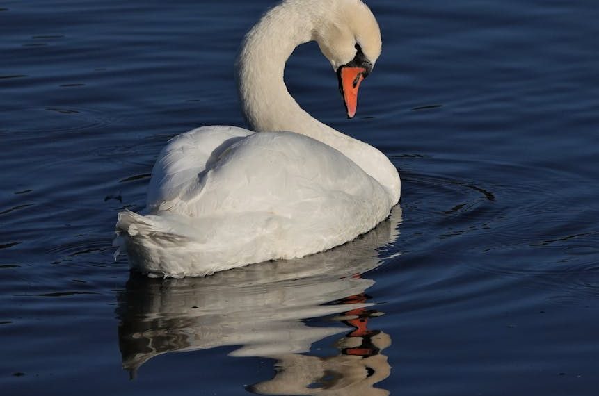 A white swan with an orange beak floats on calm blue water, with its head bent and its reflection visible in the water below.