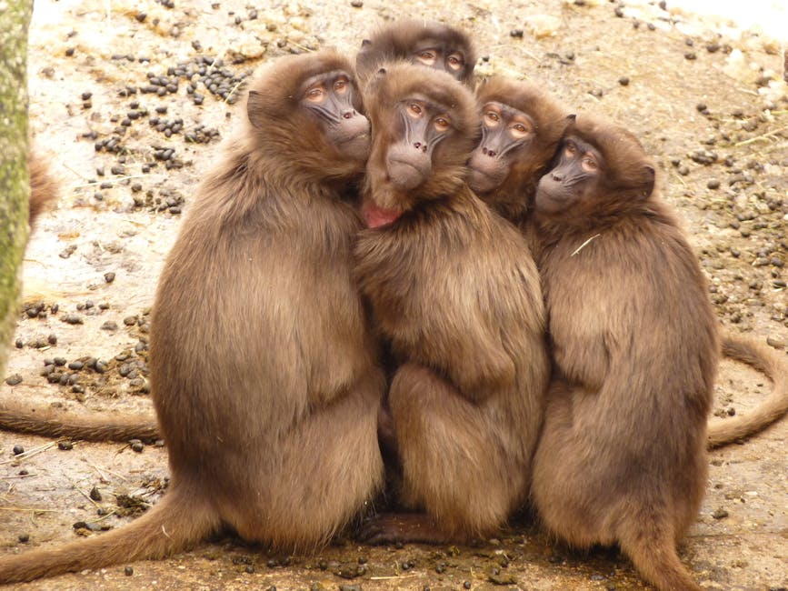 Five brown monkeys sit closely together on a sandy ground, facing the camera with their bodies pressed against each other.