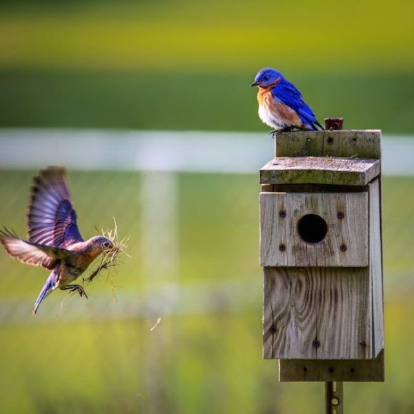 Two small bluebirds are near a wooden birdhouse; one perches on top, while the other flies with nesting material in its beak.
