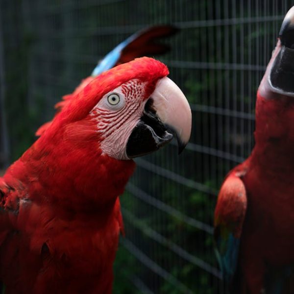 A red parrot stands in front of a mirror, with its reflection clearly visible on the right side of the image.