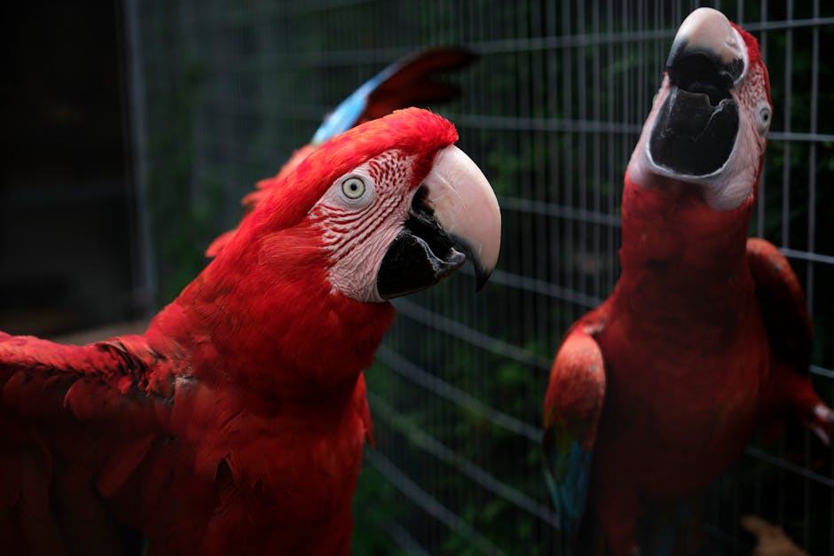 A red parrot stands in front of a mirror, with its reflection clearly visible on the right side of the image.