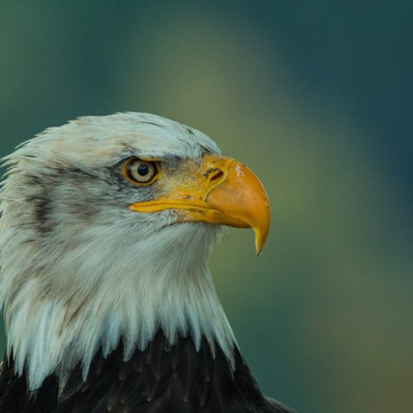 A close-up of a bald eagle with a sharp yellow beak and intense gaze, set against a blurred green background.