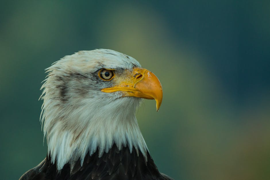 A close-up of a bald eagle with a sharp yellow beak and intense gaze, set against a blurred green background.