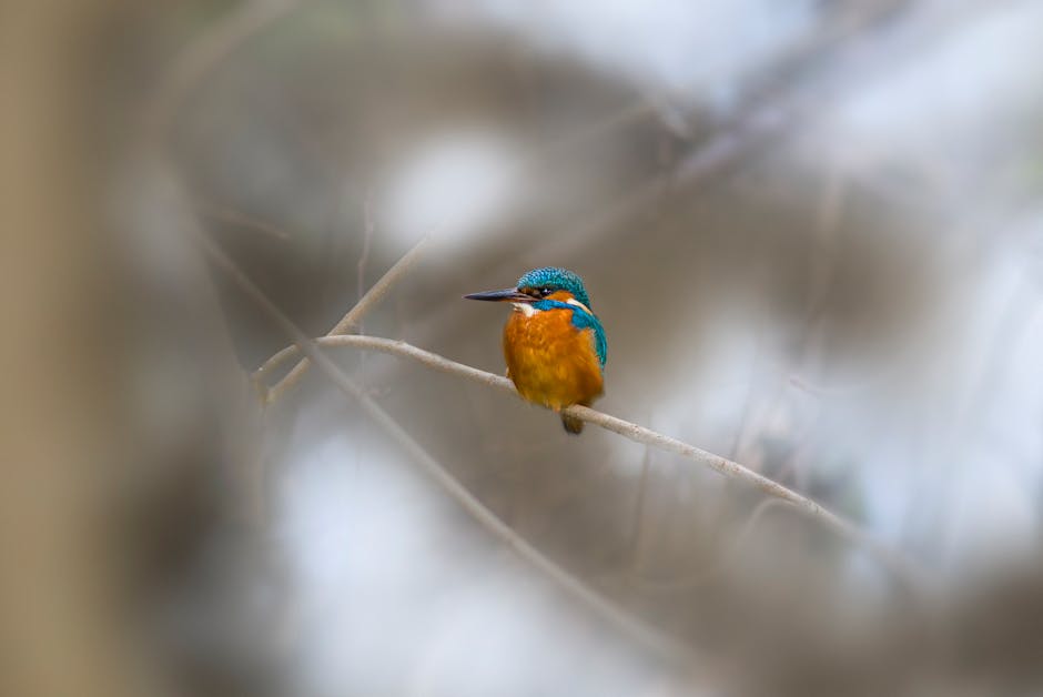 A small kingfisher with blue and orange plumage is perched on a thin branch, surrounded by blurred foliage.