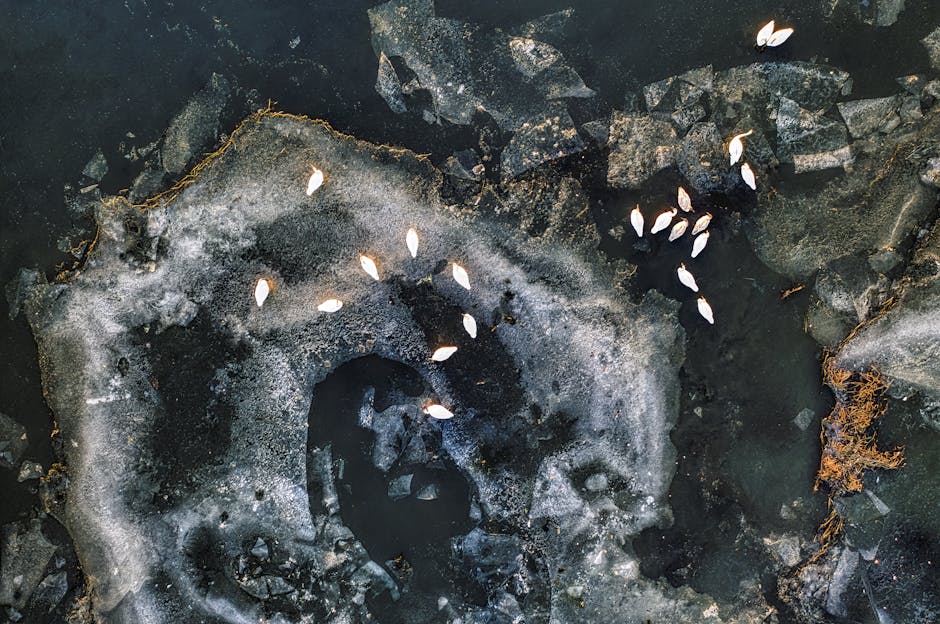 Aerial view of white birds standing on a partially frozen, cracked body of water with patches of ice and darker melted areas.