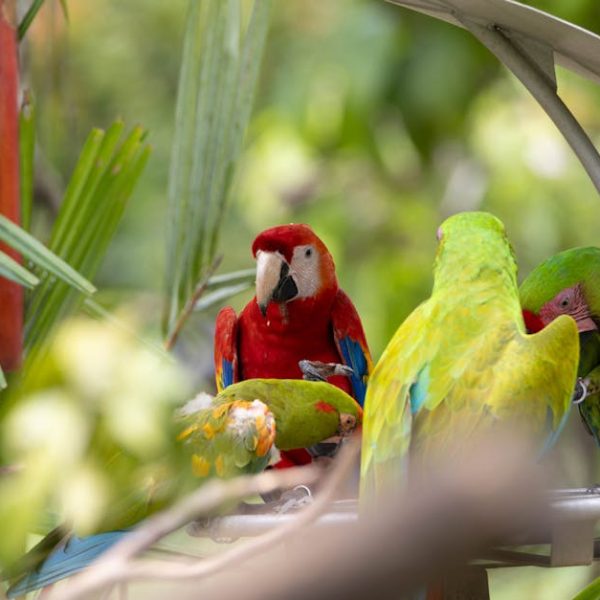 Four colorful parrots, including a red macaw and three green parrots, perch and feed on a metal tray outdoors among green foliage.