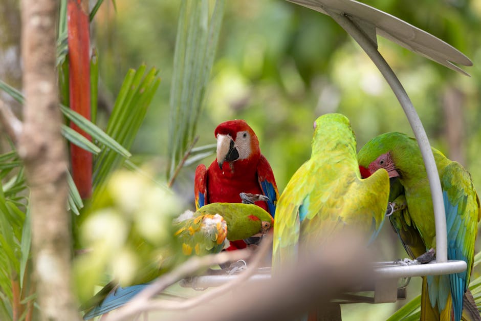 Four colorful parrots, including a red macaw and three green parrots, perch and feed on a metal tray outdoors among green foliage.
