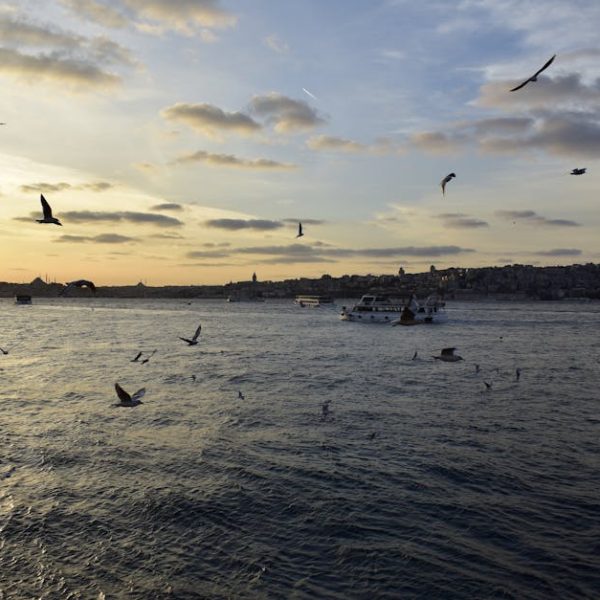 Seagulls fly over a large body of water at sunset, with boats on the water and a cityscape visible on the distant shore under a partly cloudy sky.