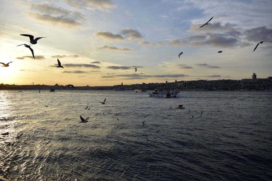 Seagulls fly over a large body of water at sunset, with boats on the water and a cityscape visible on the distant shore under a partly cloudy sky.