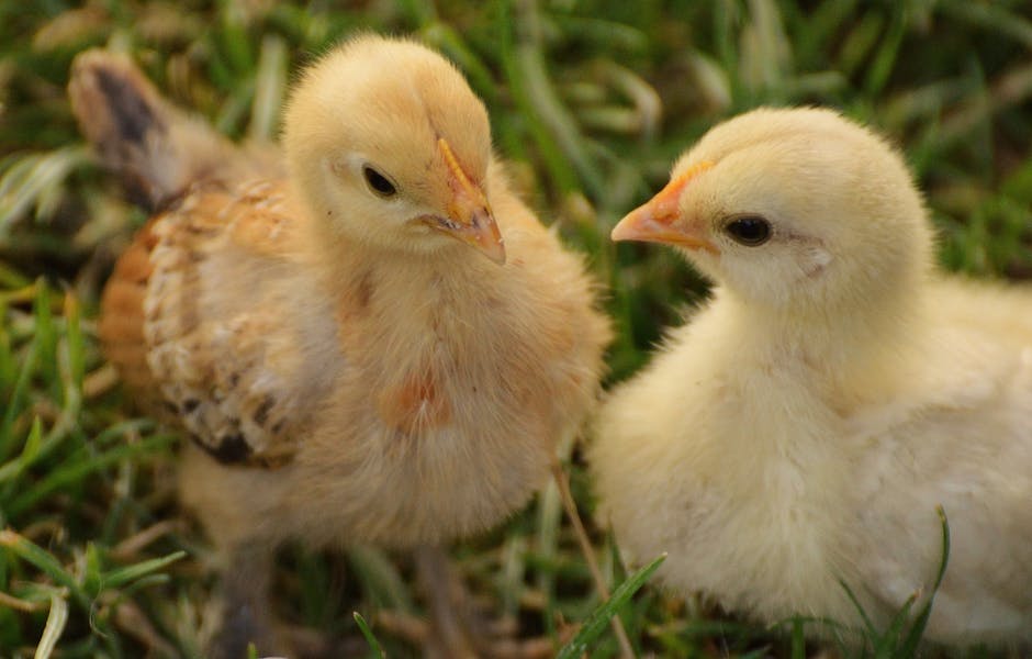 Two fluffy chicks are standing on green grass, facing each other. One chick has light yellow feathers, and the other has a mix of yellow and brown feathers.