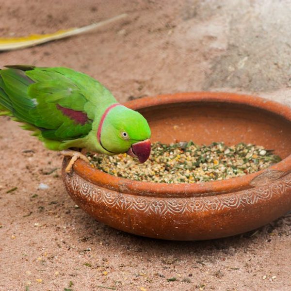 A green parrot with a red beak eats seeds from a decorated brown clay bowl on a sandy surface.