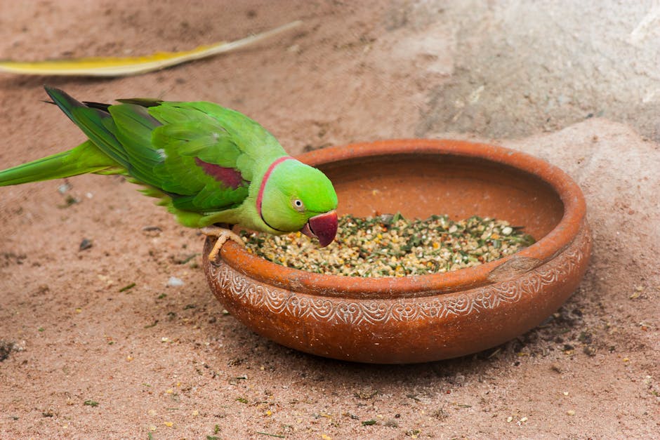 A green parrot with a red beak eats seeds from a decorated brown clay bowl on a sandy surface.