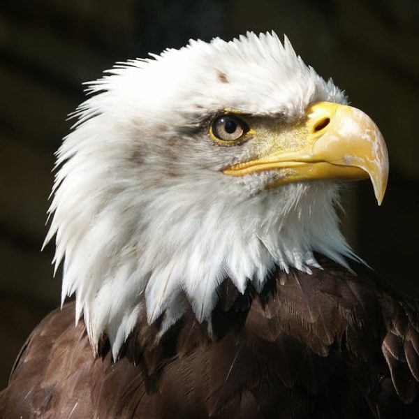 Close-up of a bald eagle with a white head, yellow beak, and brown feathers, facing to the right against a blurred background.